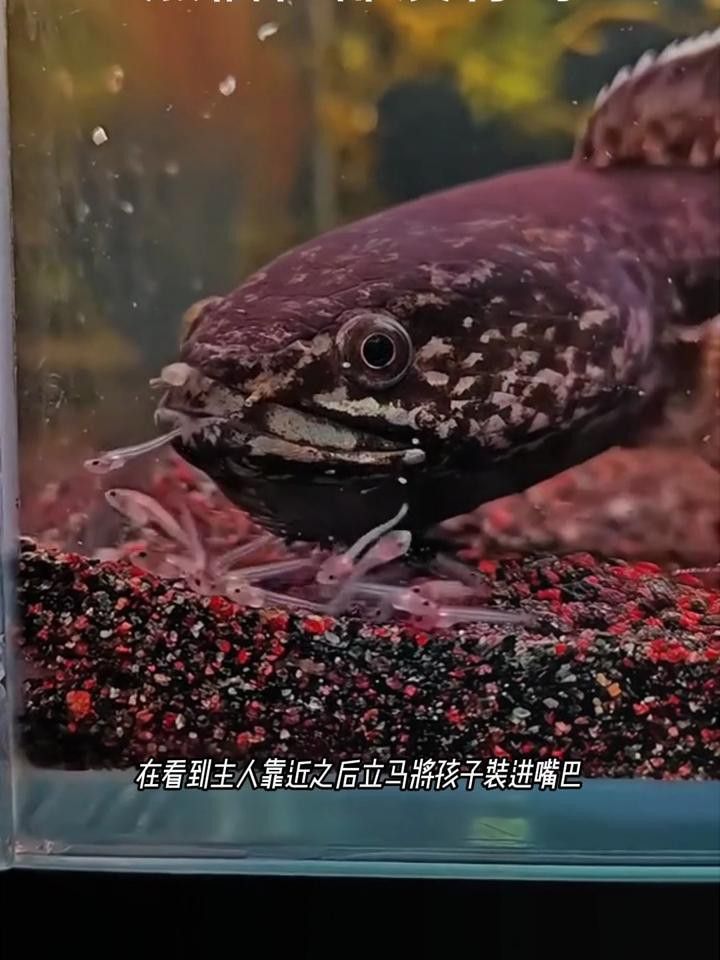 如何判斷雷龍魚是否信任你？ 如何判斷雷龍魚是否信任你？ 龍魚百科 第5張