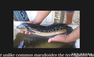 龍魚出口臺灣的時間表圖片高清：關于龍魚出口臺灣的時間表圖片高清的問題 龍魚出口臺灣的時間表圖片高清：關于龍魚出口臺灣的時間表圖片高清的問題 龍魚百科 第4張