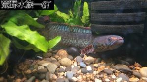 小型雷龍魚大全：小型雷龍魚品種及其特點