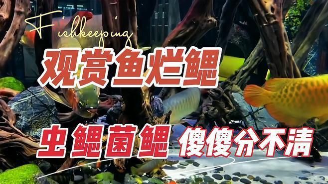魚鰓蓋潰爛有哪些典型癥狀？