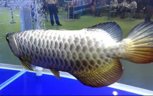 廣州龍魚展會在哪里看:2023廣州國際漁業博覽會 龍魚百科 第2張 廣州龍魚展會在哪里看:2023廣州國際漁業博覽會 廣州龍魚展會在哪里看:2023廣州國際漁業博覽會 龍魚百科 第2張