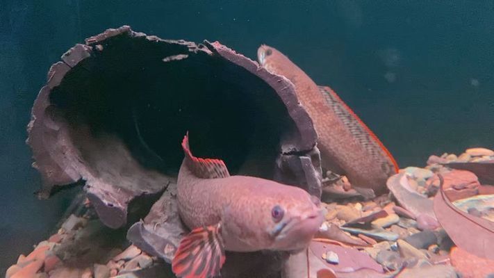 雷龍魚尺寸，雷龍魚最佳飼養環境，雷龍魚飼料選擇指南