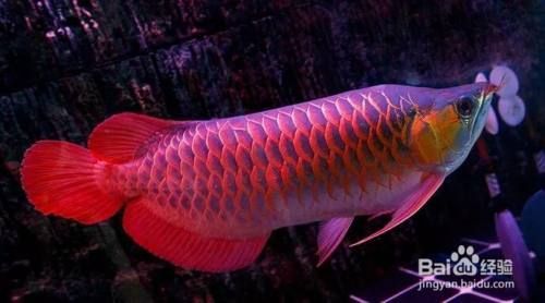 如何刺激龍魚開口（龍魚不開口可能由多種原因引起）