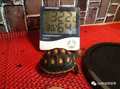 龍魚飼養(yǎng)溫度和濕度多少合適