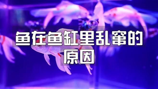 孔雀魚瘋了一樣亂竄原因