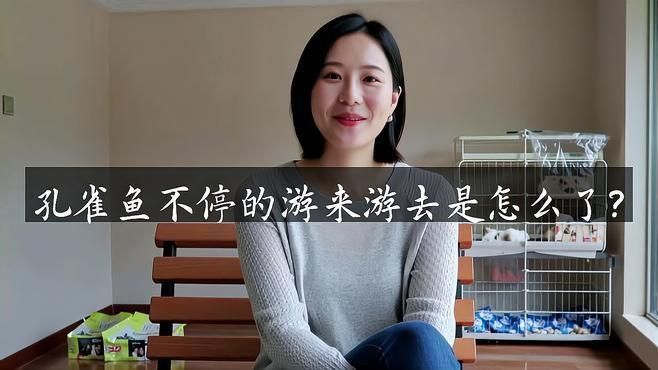 孔雀魚瘋了一樣亂竄原因