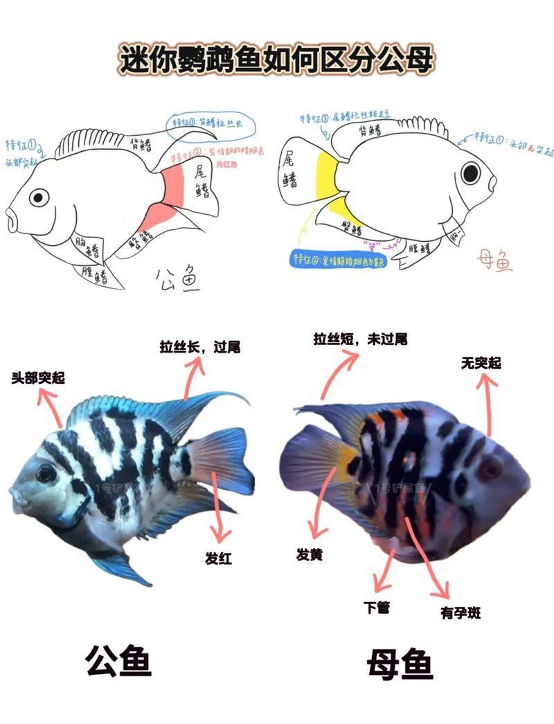 迷你鸚鵡魚會起頭嗎 龍魚百科 第1張 迷你鸚鵡魚會起頭嗎 迷你鸚鵡魚會起頭嗎 龍魚百科 第1張