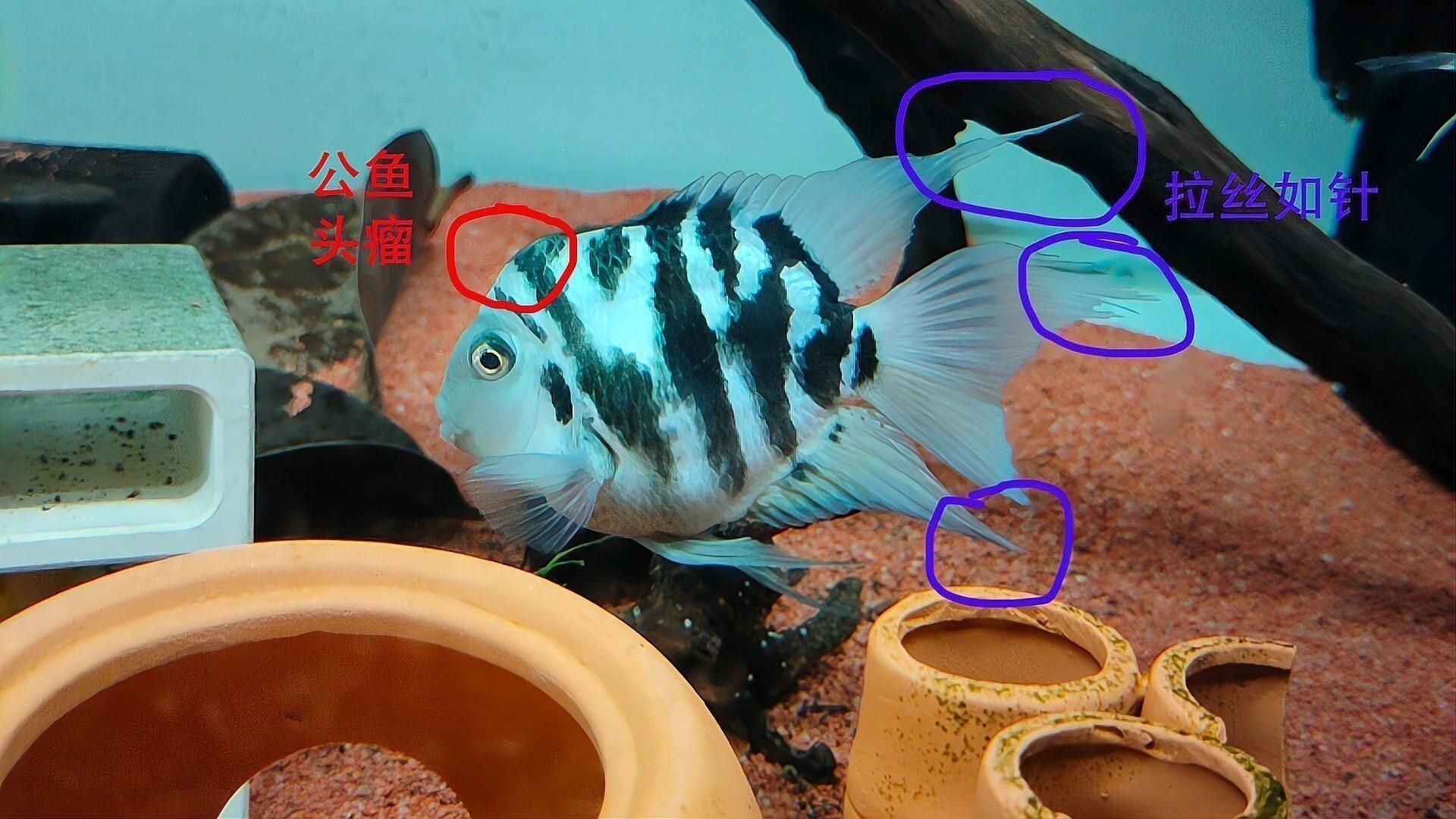 迷你鸚鵡魚會起頭嗎 龍魚百科 第2張 迷你鸚鵡魚會起頭嗎 迷你鸚鵡魚會起頭嗎 龍魚百科 第2張