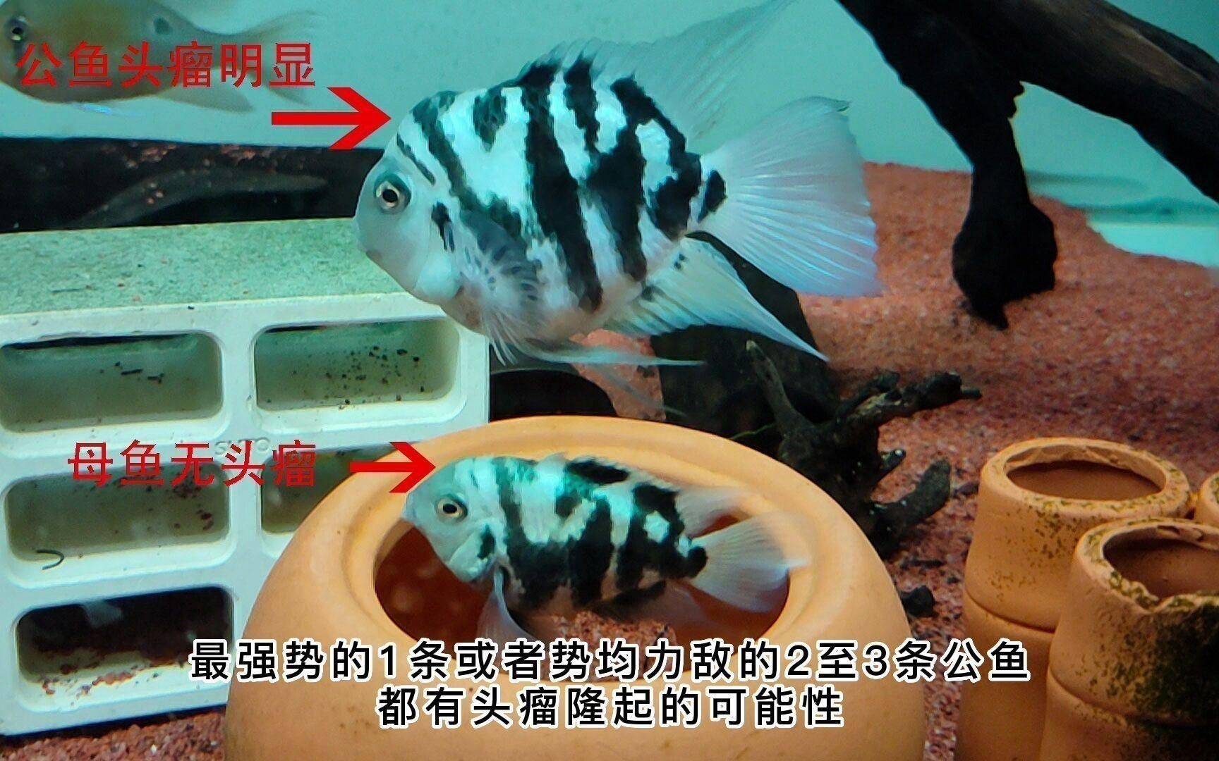 迷你鸚鵡魚會起頭嗎 龍魚百科 第3張 迷你鸚鵡魚會起頭嗎 迷你鸚鵡魚會起頭嗎 龍魚百科 第3張
