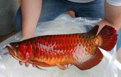 紅龍魚產自哪個國家的魚種（紅龍魚原產地介紹360doc個人圖書館）