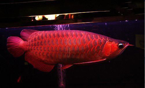 60公分龍魚一次吃20多條小魚會不會撐死（30厘米的龍魚可以吃多少條小魚而20厘米的龍魚可以吃多少小魚）