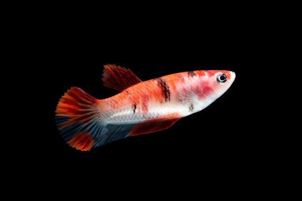 白底黑背景養紅龍魚：如何在白底黑背景中養紅龍魚