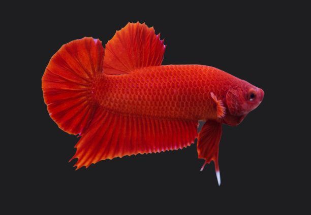 白底黑背景養紅龍魚：如何在白底黑背景中養紅龍魚