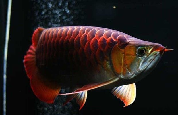 白底黑背景養紅龍魚：如何在白底黑背景中養紅龍魚