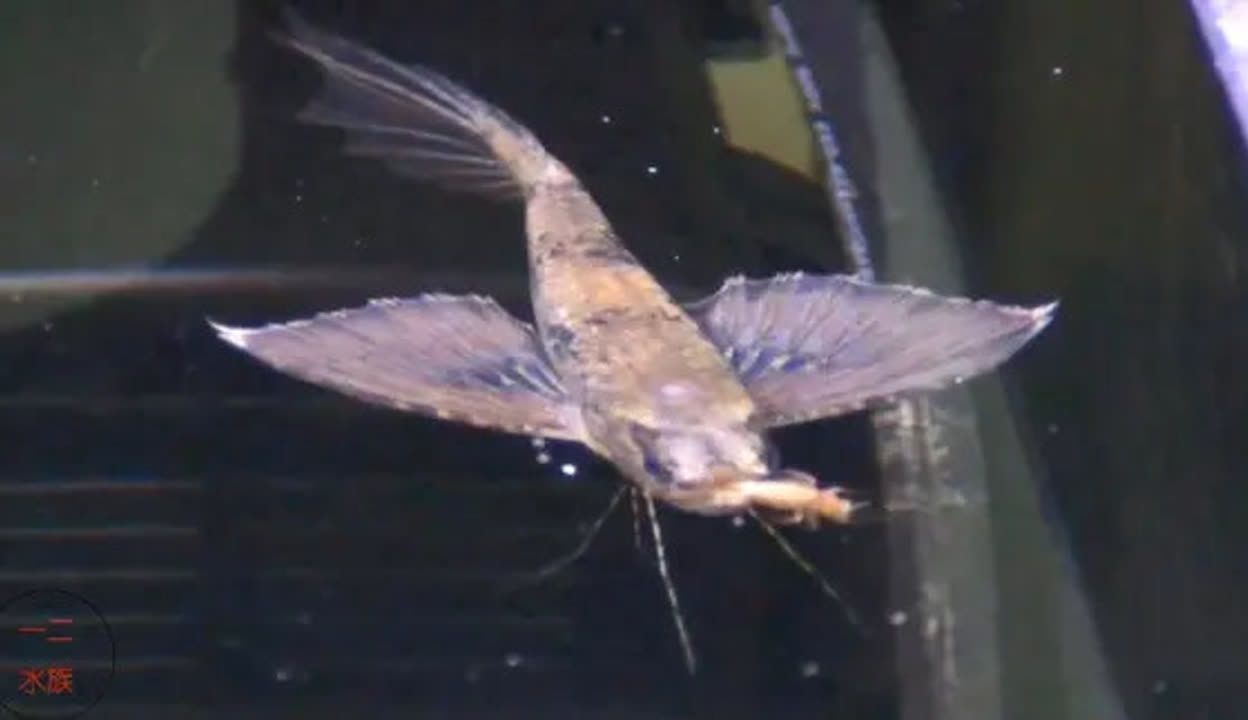 喂什么才能讓龍魚翅膀變大呢（如何讓龍魚“翅膀”變大）
