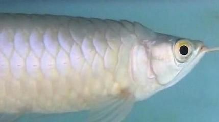 喂什么才能讓龍魚翅膀變大呢（如何讓龍魚“翅膀”變大）