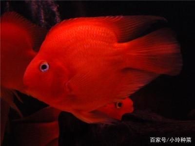 龍魚可以和戰船混養嗎,龍魚和戰船魚可以一起養但需要注意一些關鍵因素 龍魚百科 第3張 龍魚可以和戰船混養嗎,龍魚和戰船魚可以一起養但需要注意一些關鍵因素 龍魚可以和戰船混養嗎,龍魚和戰船魚可以一起養但需要注意一些關鍵因素 龍魚百科 第3張