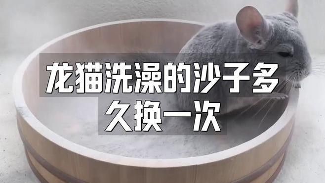 龍貓多久換一次浴沙？ 龍貓多久換一次浴沙？ 龍魚百科 第1張