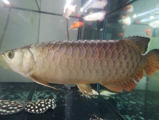 紅老虎魚飼料選擇技巧，紅老虎魚飼料營養搭配指南 紅老虎魚飼料選擇技巧，紅老虎魚飼料營養搭配指南 龍魚百科 第3張