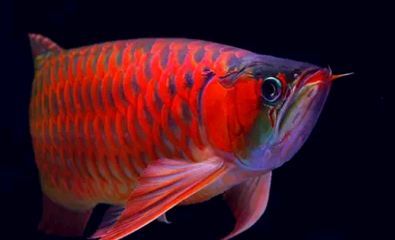 龍魚行業(yè)動態(tài)（中國龍魚行業(yè)市場前景分析預測報告預測報告預測報告） 龍魚行業(yè)動態(tài)（中國龍魚行業(yè)市場前景分析預測報告預測報告預測報告） 龍魚百科 第4張