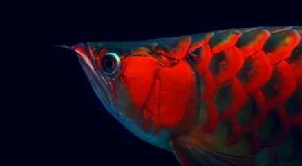 龍魚行業(yè)動態(tài)（中國龍魚行業(yè)市場前景分析預測報告預測報告預測報告） 龍魚行業(yè)動態(tài)（中國龍魚行業(yè)市場前景分析預測報告預測報告預測報告） 龍魚百科 第3張