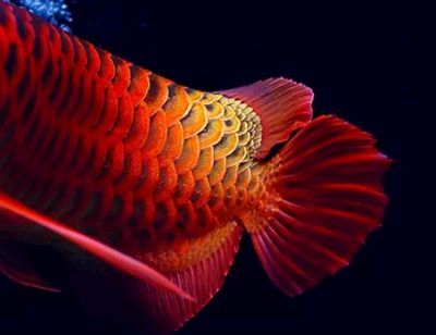 龍魚行業(yè)動態(tài)（中國龍魚行業(yè)市場前景分析預測報告預測報告預測報告） 龍魚行業(yè)動態(tài)（中國龍魚行業(yè)市場前景分析預測報告預測報告預測報告） 龍魚百科 第2張