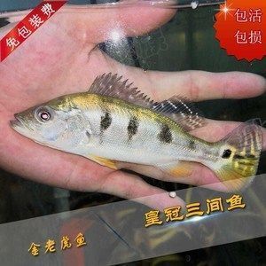 龍魚配魚數(shù)量統(tǒng)計：龍魚與配魚的數(shù)量分布呈現(xiàn)出一定的規(guī)律性，龍魚混養(yǎng)風(fēng)水寓意解析 龍魚配魚數(shù)量統(tǒng)計：龍魚與配魚的數(shù)量分布呈現(xiàn)出一定的規(guī)律性，龍魚混養(yǎng)風(fēng)水寓意解析 龍魚百科 第1張