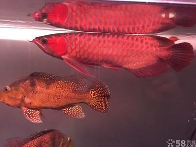 頂級紅龍魚品牌有哪些牌子：十大紅龍魚品牌(十大紅龍魚品牌排名 頂級紅龍魚品牌有哪些牌子：十大紅龍魚品牌(十大紅龍魚品牌排名 龍魚百科 第3張