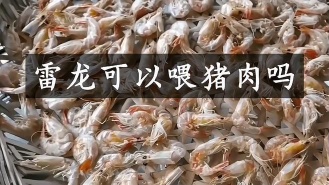 雷龍魚能吃豬肉嗎