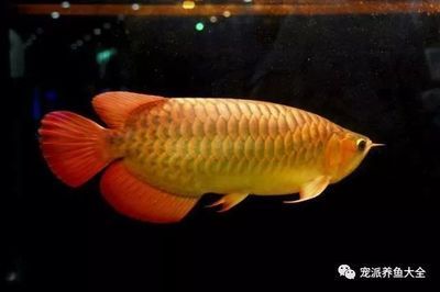 白華龍魚（比白化龍魚更稀有的黃化龍魚是什么樣子的白金龍魚價格） 白華龍魚（比白化龍魚更稀有的黃化龍魚是什么樣子的白金龍魚價格） 龍魚百科 第3張