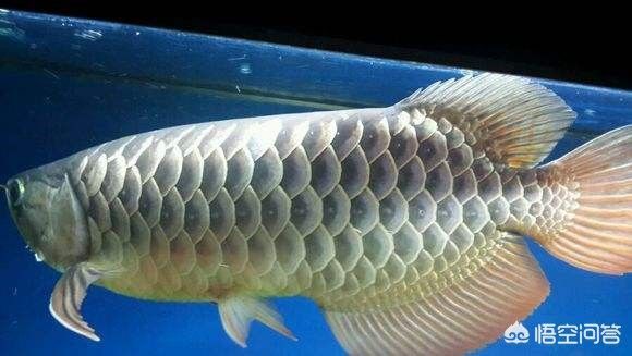 白華龍魚(比白化龍魚更稀有的黃化龍魚是什么樣子的白金龍魚價格) 龍魚百科 第2張 白華龍魚(比白化龍魚更稀有的黃化龍魚是什么樣子的白金龍魚價格) 白華龍魚(比白化龍魚更稀有的黃化龍魚是什么樣子的白金龍魚價格) 龍魚百科 第2張