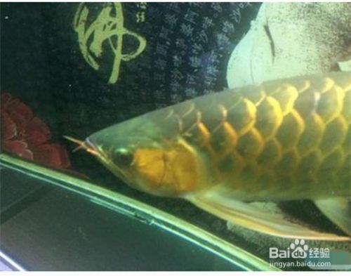 金龍魚一直在缸底游怎么回事（金龍魚在缸底游動(dòng)可能是由多種因素引起的） 金龍魚一直在缸底游怎么回事（金龍魚在缸底游動(dòng)可能是由多種因素引起的） 龍魚百科 第5張