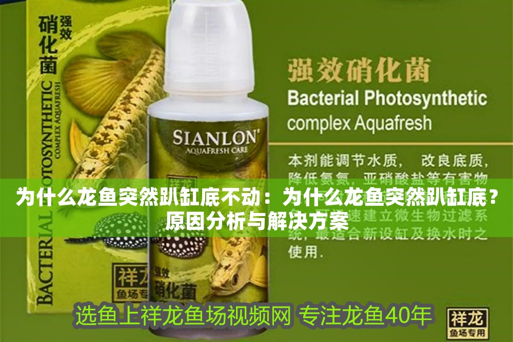 為什么龍魚突然趴缸底不動：為什么龍魚突然趴缸底？原因分析與解決方案