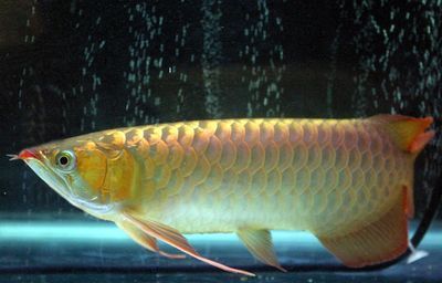 龍魚狀態不佳且食欲不振的原因分析（龍魚狀態不佳且食欲不振，可能由多種因素引起龍魚的不適）