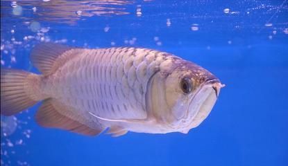 龍魚狀態不佳且食欲不振的原因分析（龍魚狀態不佳且食欲不振，可能由多種因素引起龍魚的不適）