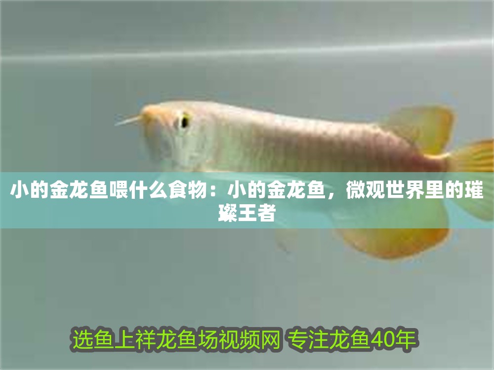 小的金龍魚喂什么食物：小的金龍魚，微觀世界里的璀璨王者