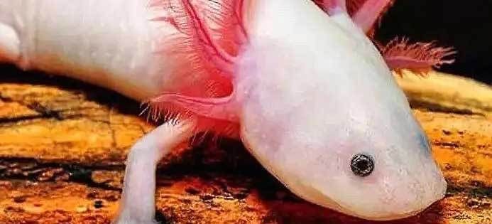 六角恐龍魚好不好養？眼睛看不到東西（六角恐龍魚的飼養方法）