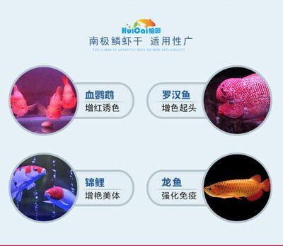紅龍魚飼料羅漢魚能吃嗎：紅龍魚飼料和羅漢魚喂食的詳細信息