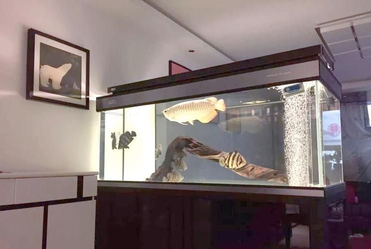 龍魚飼養(yǎng)技巧圖解 龍魚飼養(yǎng)技巧圖解 龍魚百科 第17張