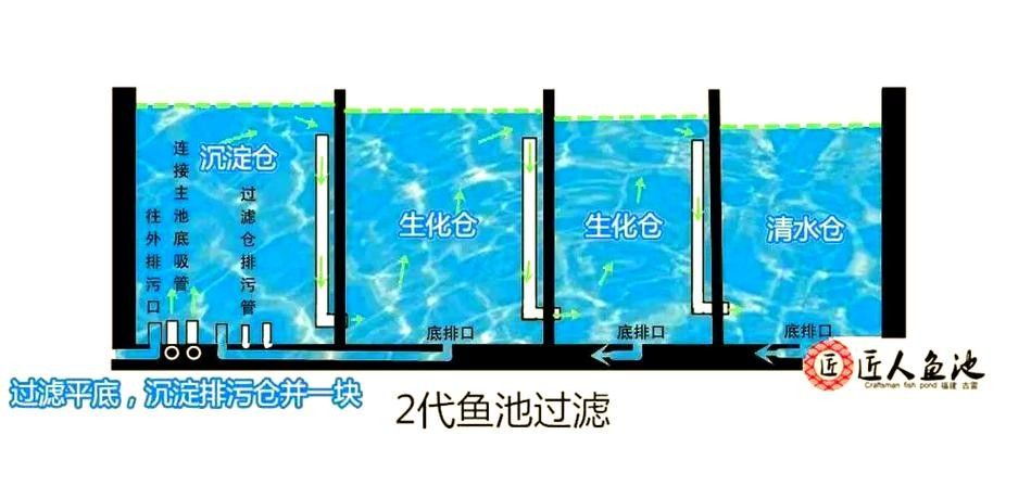 龍魚飼養(yǎng)技巧圖解 龍魚飼養(yǎng)技巧圖解 龍魚百科 第48張