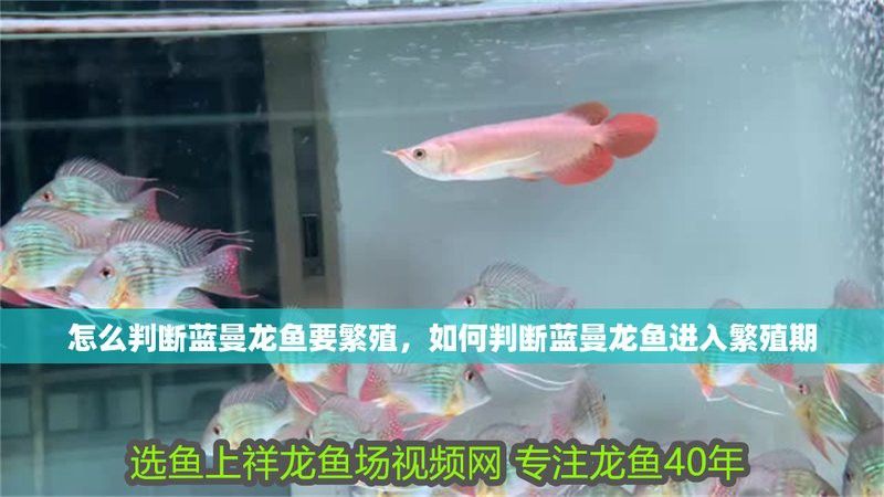 藍帆變色龍魚的繁殖
