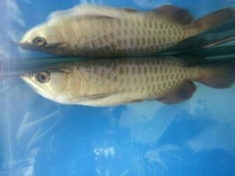 紅龍魚喂食視頻大全圖解下載（紅龍魚喂食視頻大全圖解下載安裝）