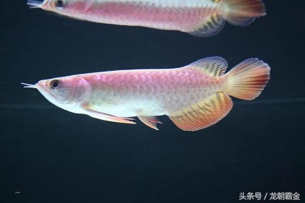 龍魚1000萬：“龍魚1000萬”可能指的是某些特別珍貴或稀有的龍魚品種
