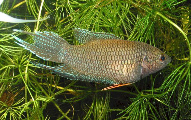 魚(yú)鰭出現(xiàn)很多紅色血絲什么問(wèn)題