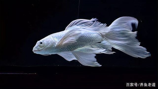 魚(yú)鰭出現(xiàn)很多紅色血絲什么問(wèn)題