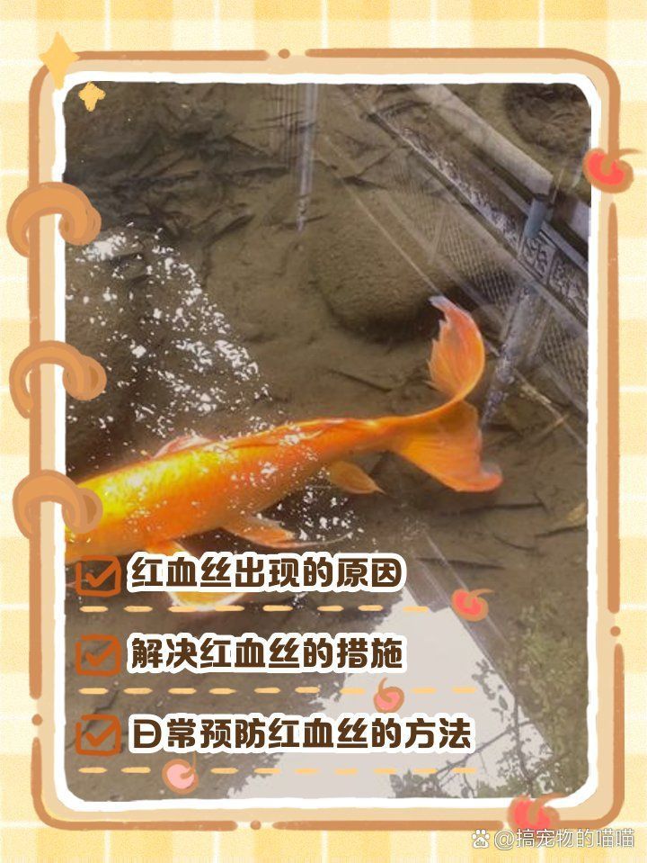 魚(yú)鰭出現(xiàn)很多紅色血絲什么問(wèn)題
