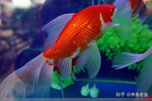 魚(yú)鰭出現(xiàn)很多紅色血絲什么問(wèn)題
