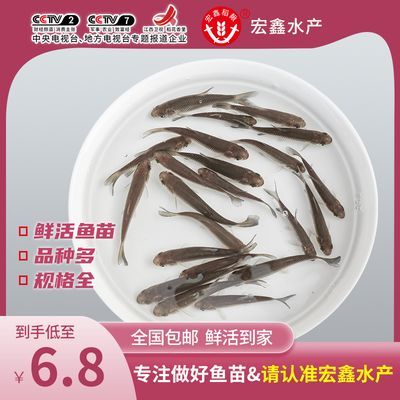 小鯽魚可以作為食物喂養龍魚，但需要注意一些事項：小鯽魚可以作為食物喂養龍魚但需要注意一些事項