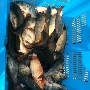 小鯽魚可以作為食物喂養龍魚，但需要注意一些事項：小鯽魚可以作為食物喂養龍魚但需要注意一些事項