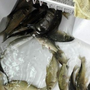 小鯽魚可以作為食物喂養龍魚，但需要注意一些事項：小鯽魚可以作為食物喂養龍魚但需要注意一些事項